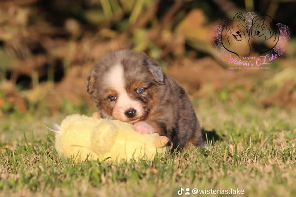 Miniature American Shepherd  | Foto 1