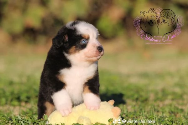 Miniature American Shepherd  | Foto 0