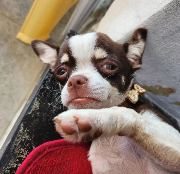 Chihuahua femmina  | Foto 0