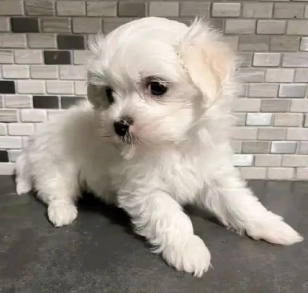 Maltese toy cuccioli