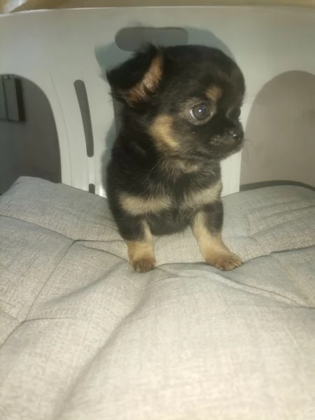 Maschietto chihuahua  | Foto 5