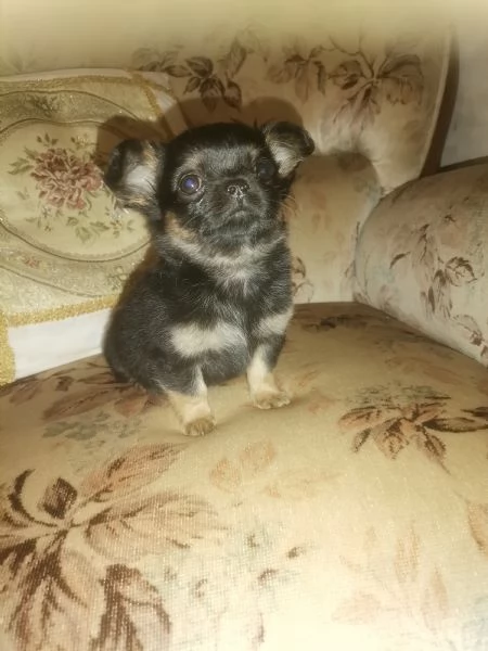 Maschietto chihuahua 