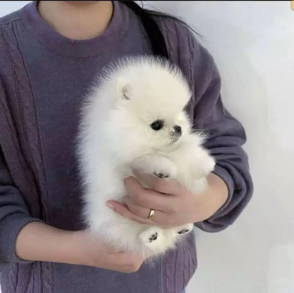 pomeranian pupo | Foto 0