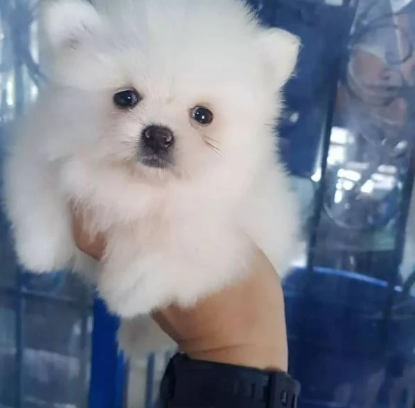   pomeranian pup | Foto 0