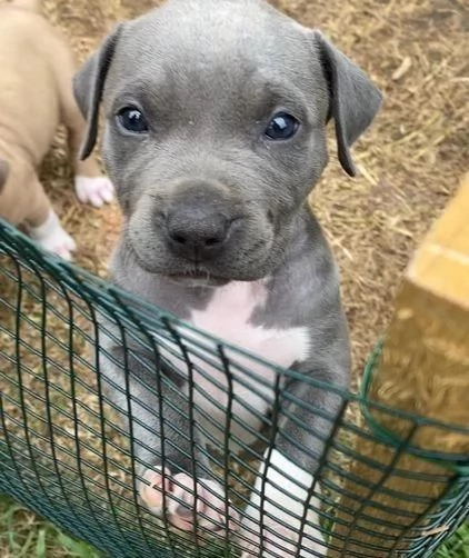 Regalo cuccioli di Pitbull maschi e femmine | Foto 2