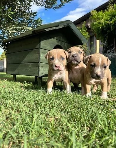 Regalo cuccioli di Pitbull maschi e femmine | Foto 0