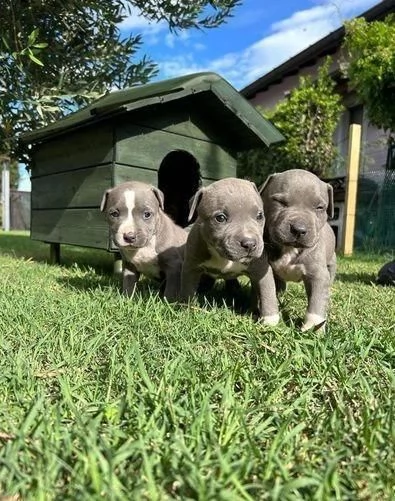 Regalo cuccioli di Pitbull maschi e femmine