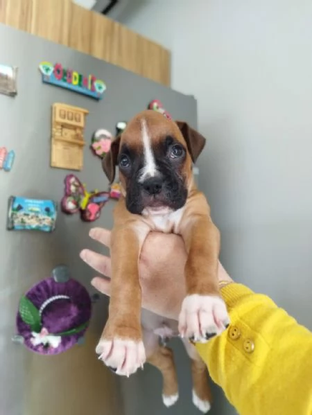 Regalo cuccioli di Boxer maschi e femmine | Foto 2