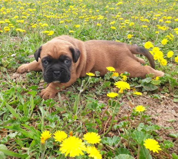 Regalo cuccioli di Boxer maschi e femmine