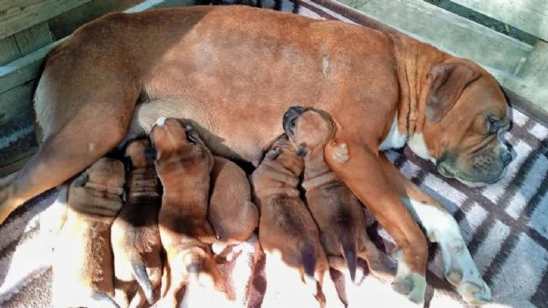 Regalo cuccioli di Boxer maschi e femmine | Foto 0