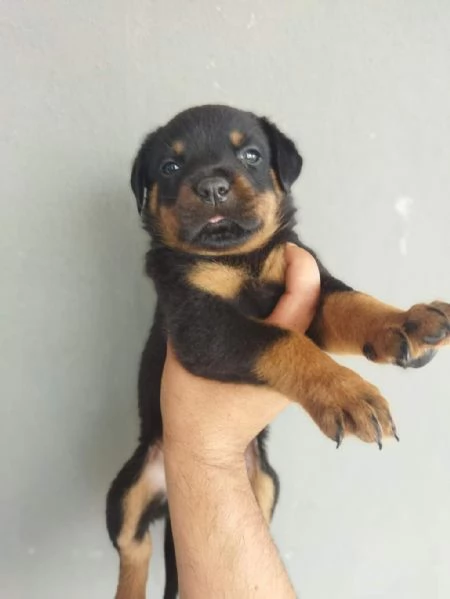 Regalo cuccioli di rottweiler maschi e femmine