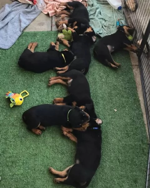 Regalo cuccioli di rottweiler maschi e femmine | Foto 1