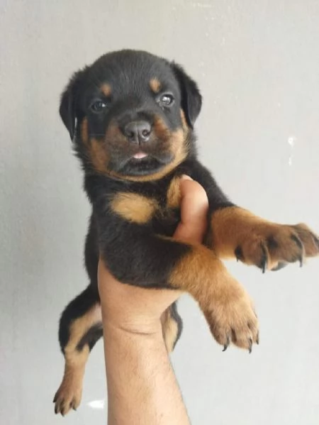 Regalo cuccioli di rottweiler maschi e femmine | Foto 0