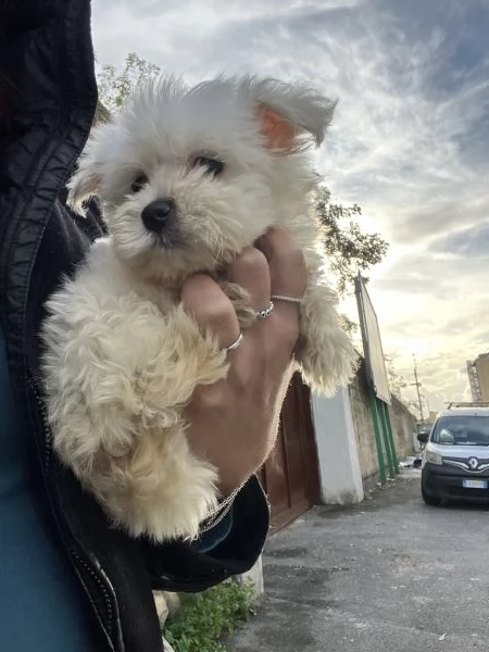 Maltipoo mini