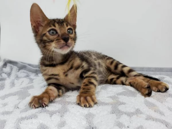 BENGAL CUCCIOLI DISPONIBILI