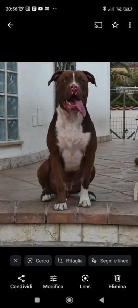 Pittbull rednose | Foto 0