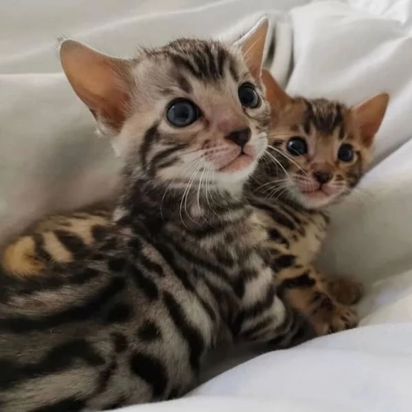 cuccioli bengal