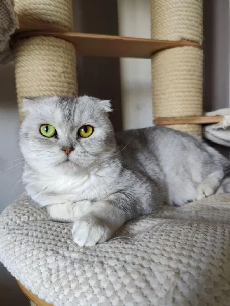 Rehoming Gatta Scottish Fold