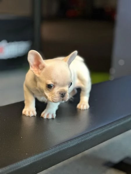 Regalo Cuccioli di bulldog francese maschi e femmine | Foto 0