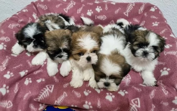 Cuccioli di Shih Tzu maschi e femmine