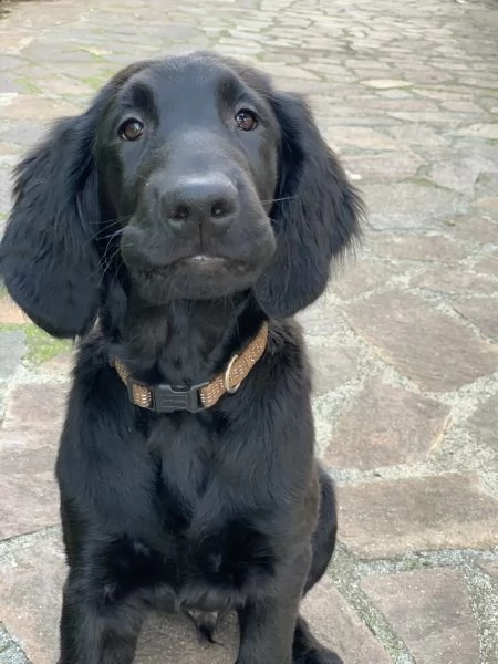 Cuccioli flat coated retriever  | Foto 6