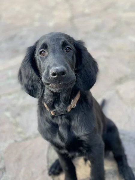 Cuccioli flat coated retriever  | Foto 5