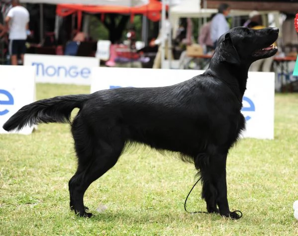 Cuccioli flat coated retriever  | Foto 4