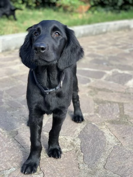 Cuccioli flat coated retriever  | Foto 3