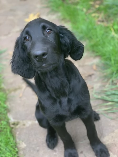 Cuccioli flat coated retriever  | Foto 2