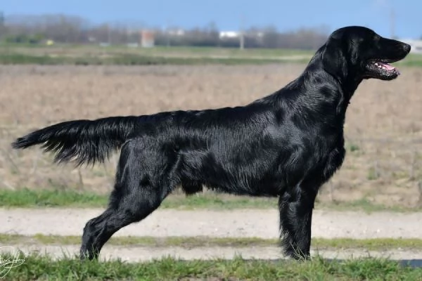 Cuccioli flat coated retriever  | Foto 1