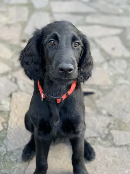 Cuccioli flat coated retriever  | Foto 0