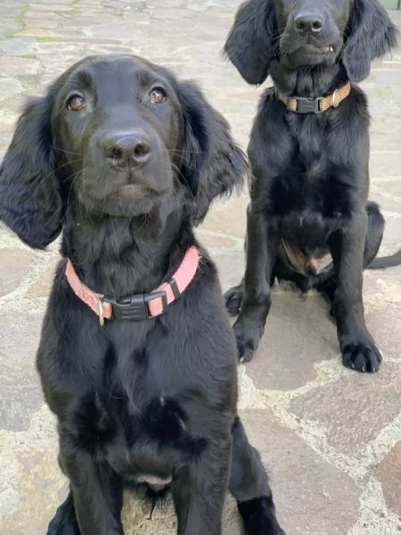 Cuccioli flat coated retriever 