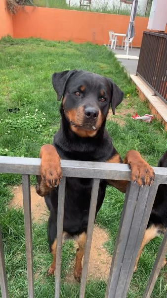 Femmina di Rottweiler  | Foto 0