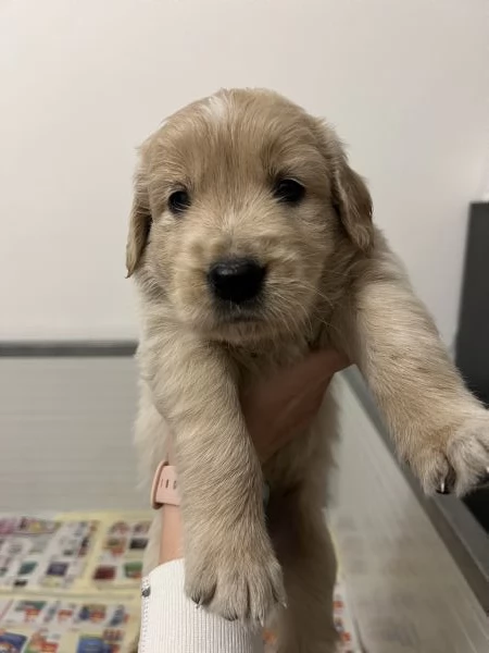 Cucciole Golden retriver Angloamericane | Foto 3