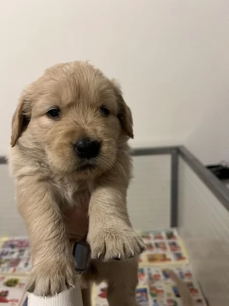 Cucciole Golden retriver Angloamericane