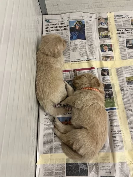 Cucciole Golden retriver Angloamericane | Foto 1