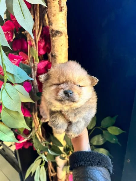 cuccioli di spitz pomerania