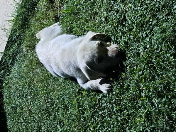 VENDESI CUCCIOLI DI LABRADOR