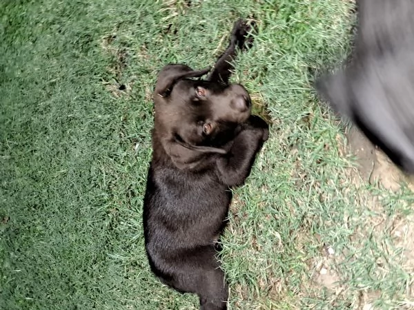 VENDESI CUCCIOLI DI LABRADOR | Foto 3