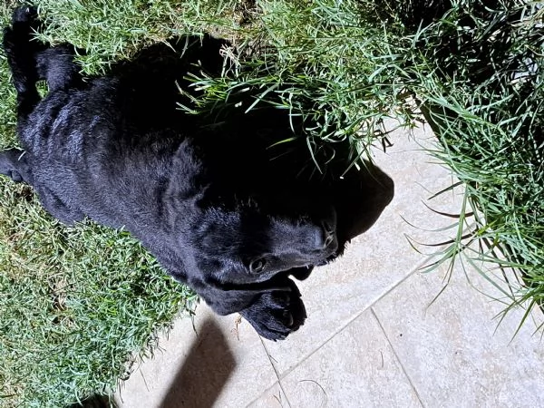 VENDESI CUCCIOLI DI LABRADOR | Foto 1