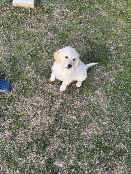 Cuccioli di Golden Retriever  | Foto 4