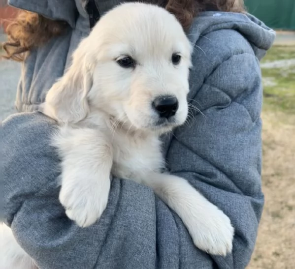 Cuccioli di Golden Retriever  | Foto 3