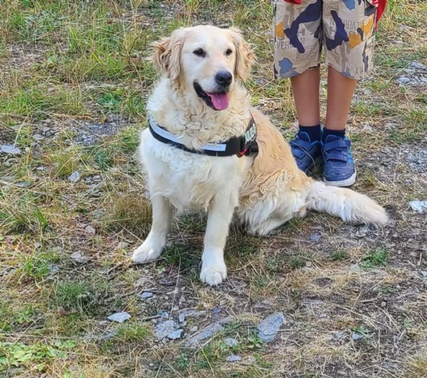 Cuccioli di Golden Retriever 