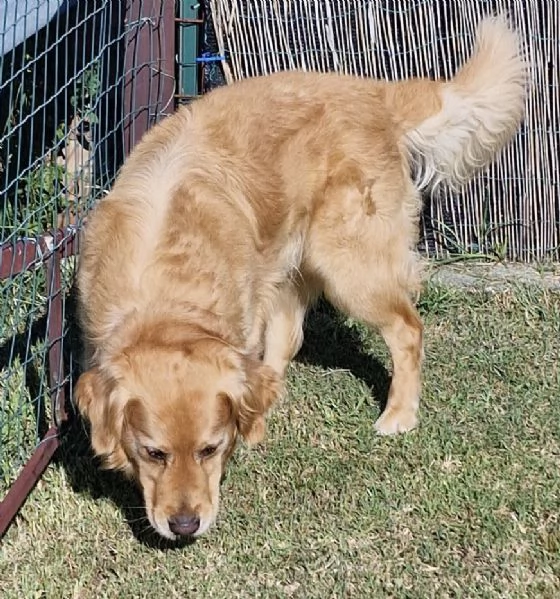 Cuccioli di Golden Retriever  | Foto 2