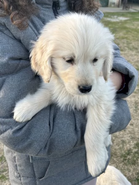 Cuccioli di Golden Retriever  | Foto 1