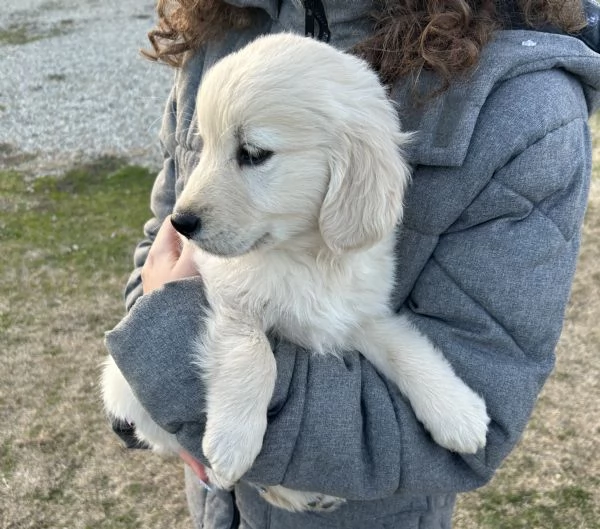 Cuccioli di Golden Retriever  | Foto 0