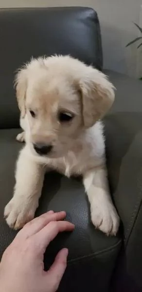 Cuccioli di golden retriever Bianchi