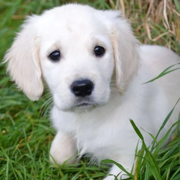 Cucciole di Golden retriever di circa 3 mesi.