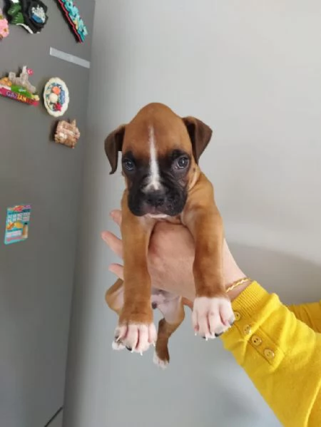 Cuccioli boxer regalo whAtsapp (0039 353 317 4023 ) | Foto 2