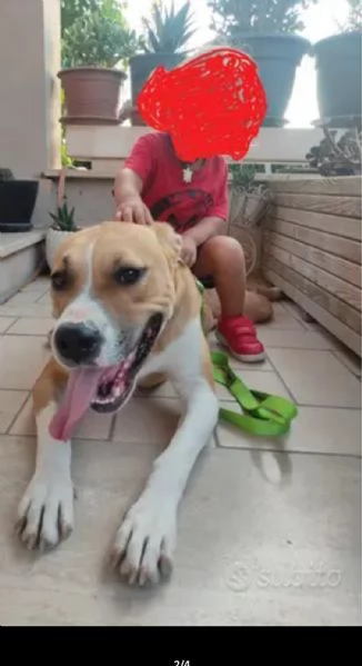 Simil Pitbull femmina buonissima | Foto 2